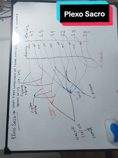El Plexo Sacro: Conexiones y Funciones