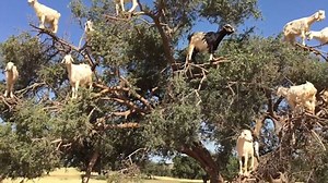 Money doesn't grow on trees, but goats do.. in Morocco at least