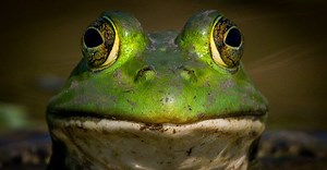 What Do Bullfrogs Eat? 20  of Their Favorite Foods!