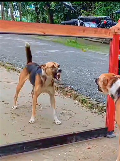 Dog vs Mirror: Hilarious Reaction Unleashed