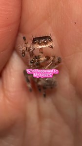 This may look super strange! But it’s ok Jumping spiders will moult their old exo skeletons until they reach adult hood! Have you ever seen a spiders moult like this before? | Jumping spider & Moth life