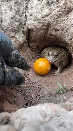Interesting Facts About Frogs in the USA