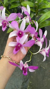 pink Bien hoà nở rộ #hoalandep #vuonlanvinhkim | Vườn Lan Vĩnh Kim-Tiền Giang