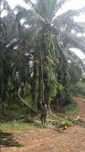 Pruning palm oil.