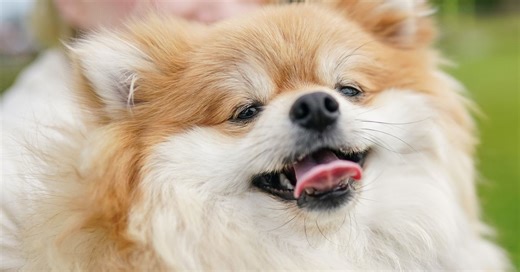 Vet's verdict on whether its safe for dogs to lick faces