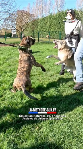 Chaque chien est différent, nos méthodes s’adaptent à lui.
