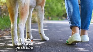 Est-il obligatoire de tenir son chien en laisse sur la voie publique?