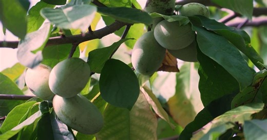 PBS News Hour:The pawpaw: America's forgotten fruit finds new popularity