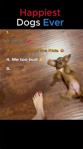 You Won’t Stop Smiling 😄 | Happiest Dogs Ranked #cuteanimals #petranking