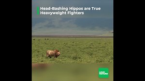 63K views · 1.3K reactions | The African savanna is an epic landscape, and whether it’s head-bashing hippos, hormone-crazed elephants or dueling lions, battles that rage on the savanna are just as epic. | Love Nature | Facebook