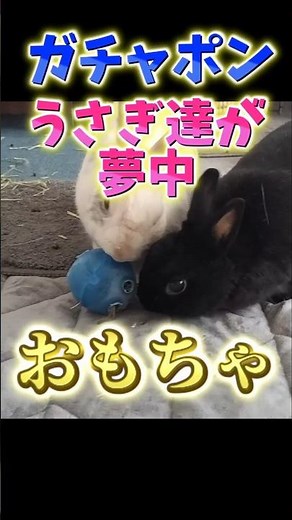 うさぎさんの為にガチャポンおもちゃ作ってみました #shorts #うさぎ #bunny #diy #多頭飼い