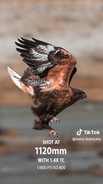 Super Telephoto Lens for Wildlife Photography