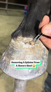 Removing a Splinter From a Horse's Hoof