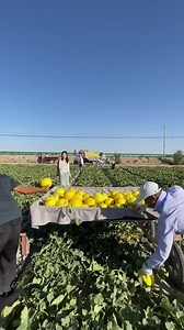 11K views · 329 reactions | Yellow sweet melon #melon #fruit #summerfruit #summerfruitishere #fruitreels #fypfruit #naturefruit #fruitvideo | Jacky Zh | Facebook