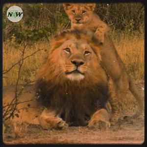 6.5K views · 618 reactions | Lion cubs playfully rouse their sleepy dad—[Full story in 헰헼헺헺헲헻혁] | Nature and Wildlife TV | Facebook