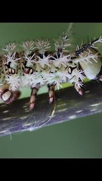 Deadliest Caterpillar in the World? The Lonomia Obliqua from Peru!