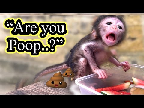“UH OH… Did Baby Monkey Luci Poop During Snack Time? 🐒😳”