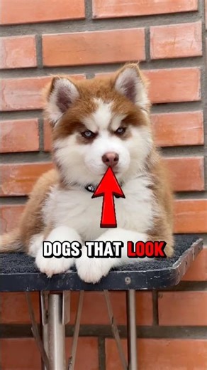 Top 5 Dogs That Look Exactly Like Wolves🐺🐶🐕 #shorts