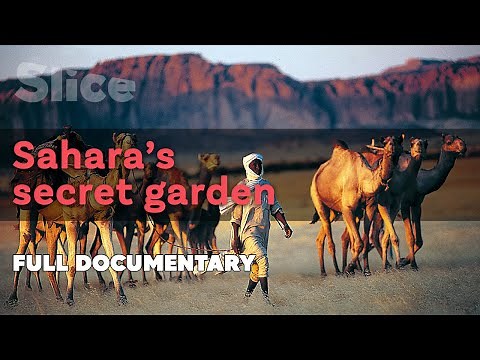 Sahara's secret garden | SLICE | Full documentary