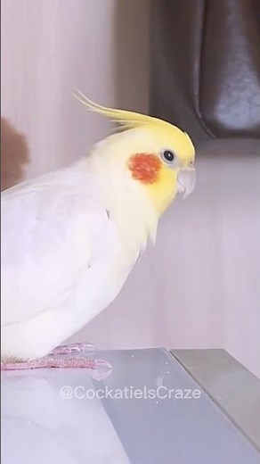Cockatiel responding to the "cookie song" by head bobbing 🤩✨🥰 #cockatielscraze