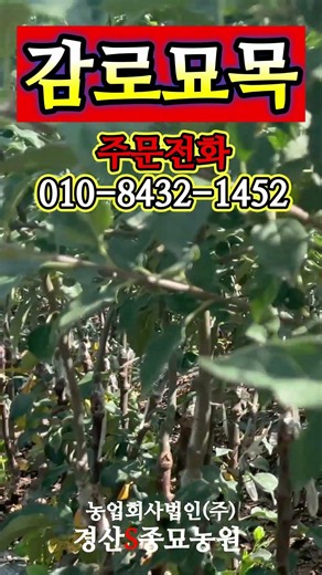 [경산에스종묘농원]감로묘목 주문받습니다 #감로 #신품종사과 #사과묘목 #사과나무 #경산에스종묘농원