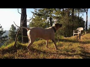 Unstoppable Bully Kutta 🐕🔥 | Most Dangerous Dog of Pakistan