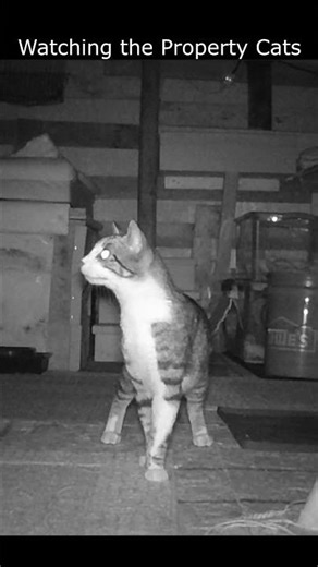 Watching the Property Cats 68 #cat #countrylife #homestead #feeders #cathouse #cats