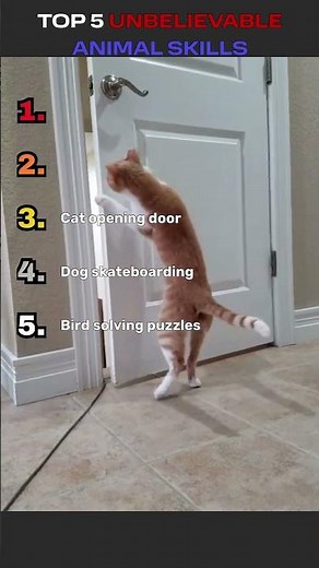 Top 5 Unbelievable Animal Skills 🐕