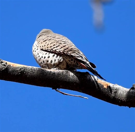 43 reactions · 5 comments | Female Northern Flicker in Locust tree with the sounds of F-16 jets taking off from Buckley Nov 26 2025. Aurora Colorado | Mickey Crow | Facebook