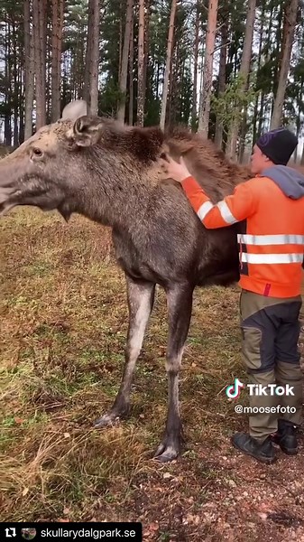 Moose magic #moosefoto #sweden #wildlife