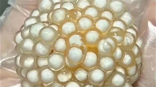 终于买到营销号里的食物了。。。