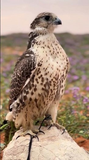 Stunning saker falcon.. #desert_wings #birds #falconry