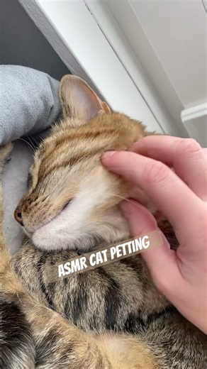ASMR petting my cat 🐈✨(little purring) #asmr #visualtingle #relax #catasmr #cat #asmrsounds