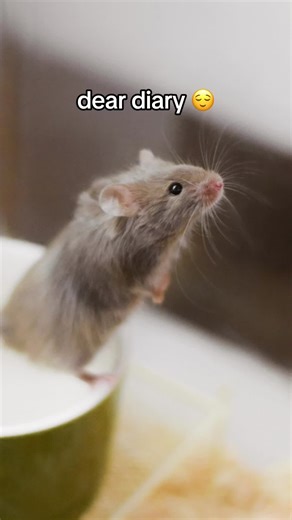 Cute Fancy Mouse Video Compilation