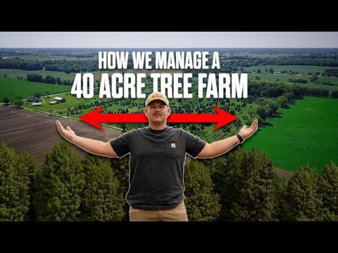 How We Manage Our 40-Acre Tree Farm 🌲