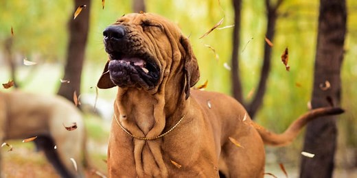 Pourquoi mon chien éternue ?