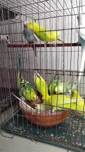 The AMAZING Budgie Calling Sound That Drives Happiness