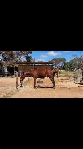 Looking for simple ways to improve your horses proprioception & postural awareness on flat ground?🤸‍♀️🐴🌾 1. Ground pole at adjustable distance from feed bags or water through. 2. Vairied height feeding positions. 3. Leave fallen branches or add them in. | Elise Panetta Zerner