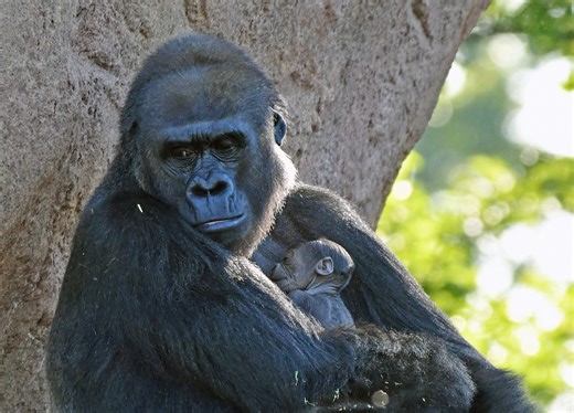 First baby gorilla ever born at the Detroit Zoo now exploring the outdoors