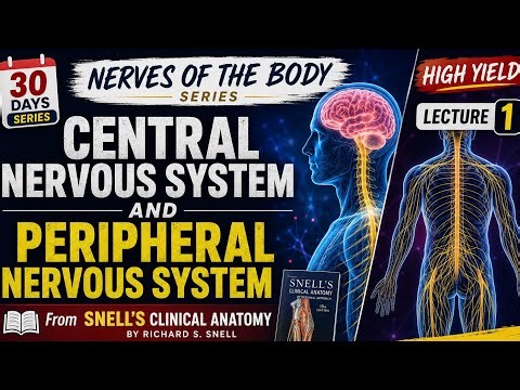 Introduction to the Nervous System | Central & Peripheral Nervous System Explained | Snell’s Anatomy