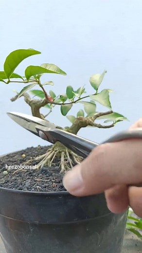 Super Mini Bonsai process. #antingputri #waterjasmine #belajarbonsai #bonsaibeginner #bonsaiprocess #bonsaitutorial #themax30cm | Henzo Bonsai