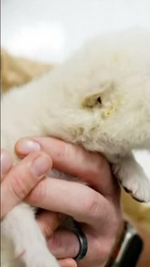 Plan to Revive Tasmanian Tiger