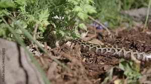 Burmese python crawling through the dirt