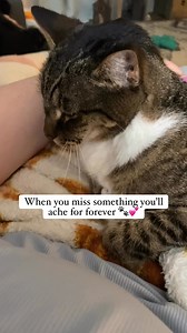 🐾 My first cat on my own, the one who went through everything, my girl, Mason. | Kendall Rayburn