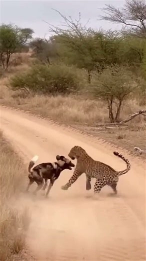 Leopard Fighting Dog Fierce Animal Encounter #animalfight #wildlifeencounters #animals #wildlife