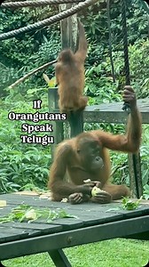 9K views · 24 reactions | Swinging into Sepilok - The Orangutan...