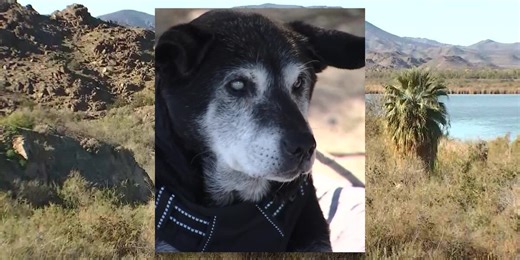 Man rescues blind dog from remote desert area in Yuma