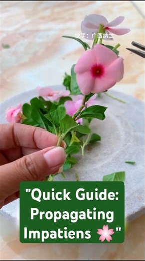 "How to propagate Impatiens (Busy Lizzy) from cuttings 🌱" #shorts #ourplants #tinyplants #periwinkle
