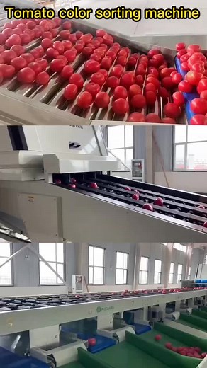Automatic Tomato Optical Sorting Machine | Fruit Processing Machines
