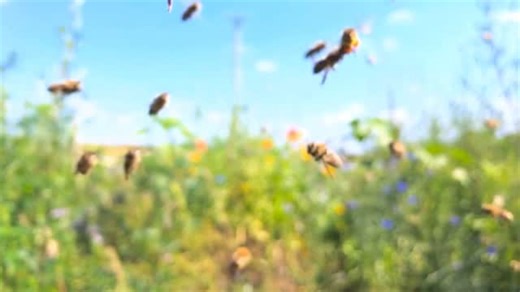Relax and enjoy some flying slow motion bees 🐝 #beesarecool #macrobees #slowmotion #shotoniphone #honeybee | Macro Bees